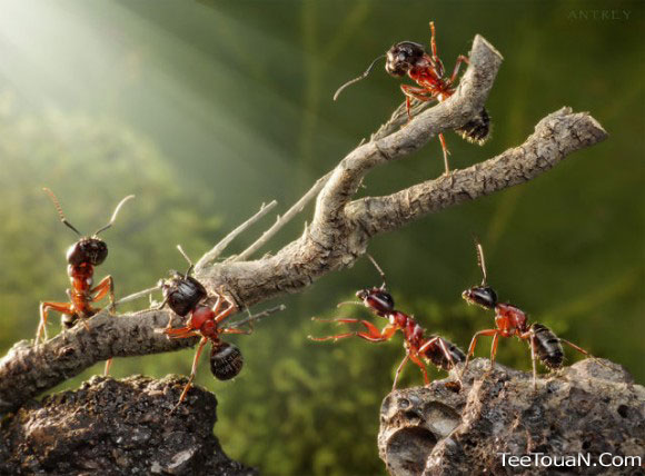 حياة نملة: 30 صورة مذهلة لعالم النمل 2648