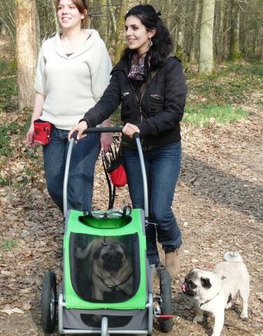 Modes de transport pour petits / vieux chiens qui fatiguent vite