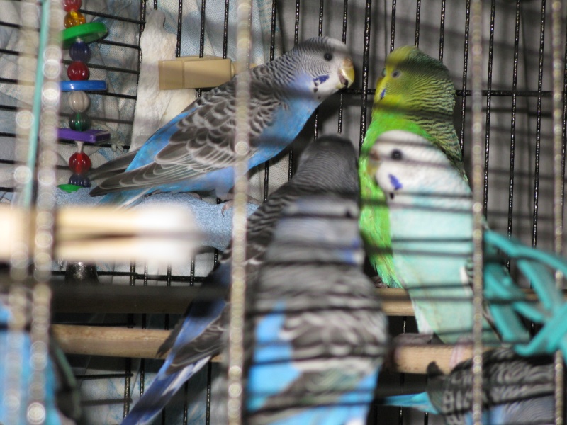 Azur en visite chez les Coucou! Img_4626