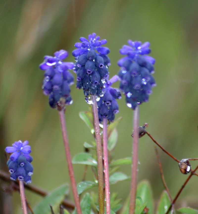 Le Fil Bleu Img_6214