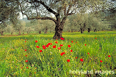 طبيعة ارض فلسطين Hi13-010