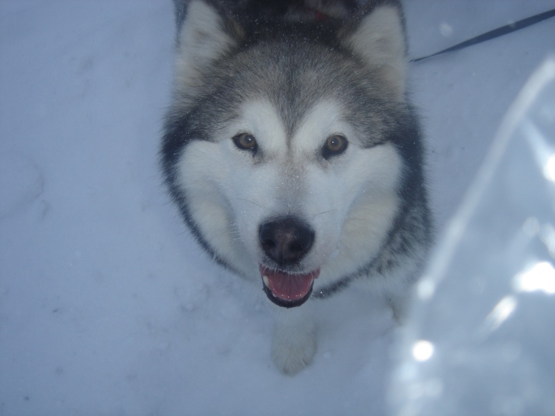 VOLSUNG - Mâle malamute 4 ans - SPA BEAUVAIS (60) Dsc03418