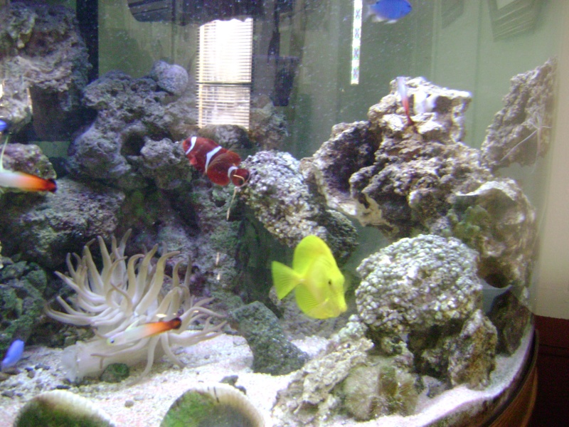 new pictures of my fish tank 00512