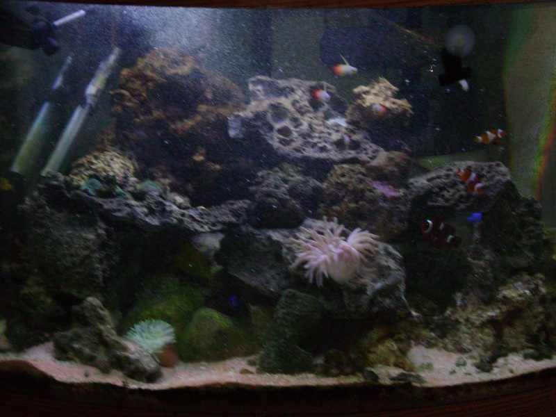 new pictures of my fish tank 01013
