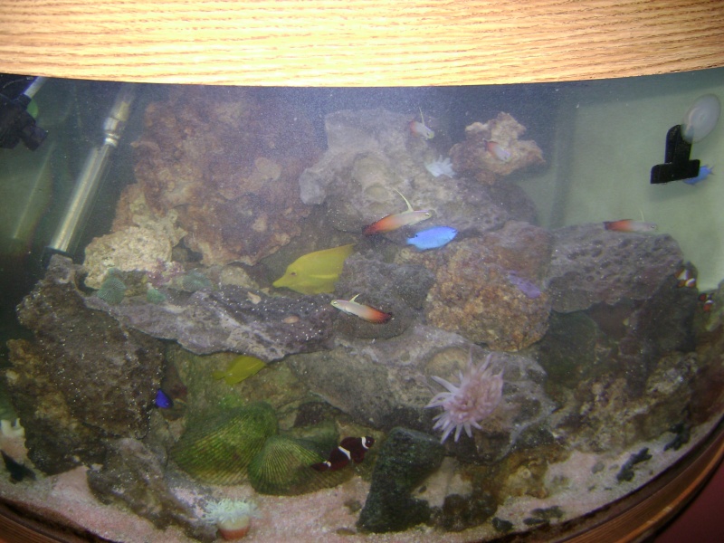 new pictures of my fish tank 01111