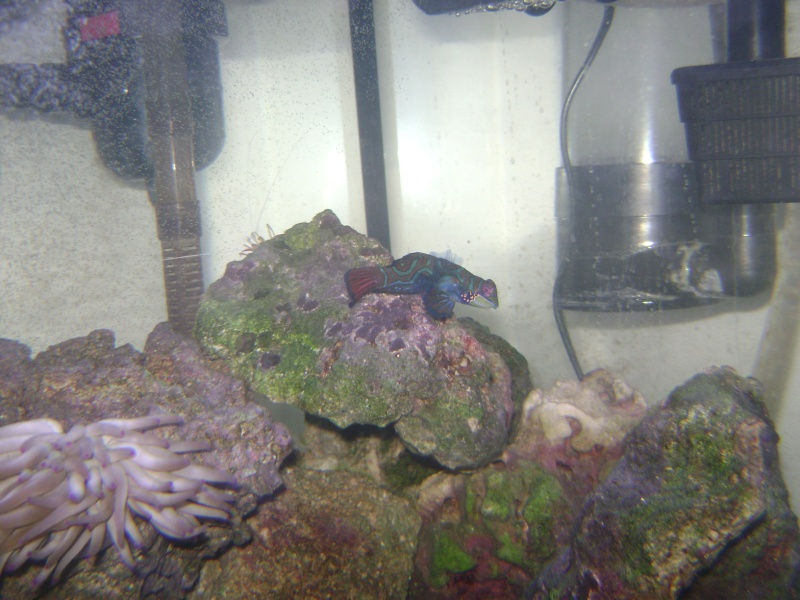 new pictures of my fish tank 09810