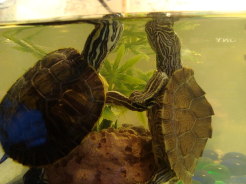 mes tortues 00510