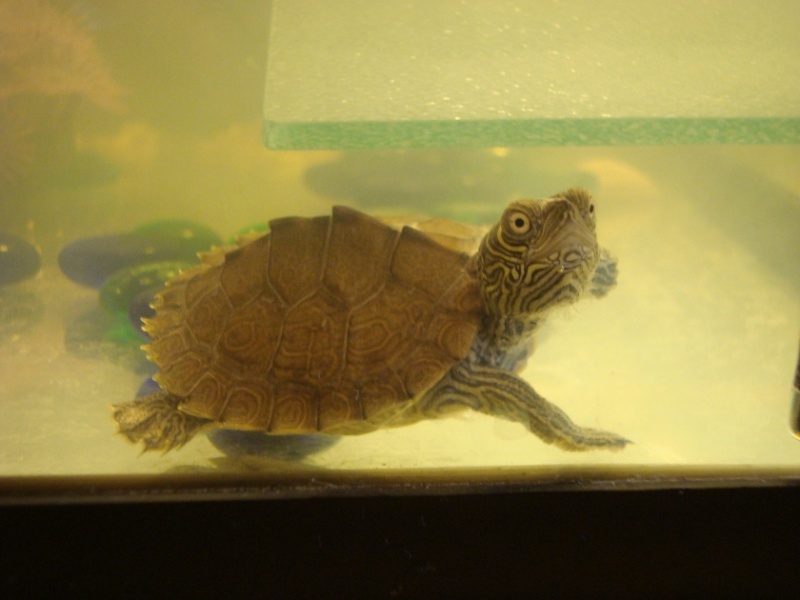 mes tortues 00810