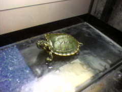 mes tortues Jazzy_10