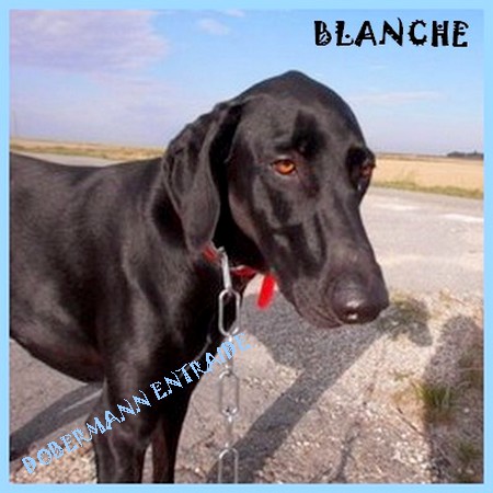 BLANCHE, de retour au refuge Blanch10