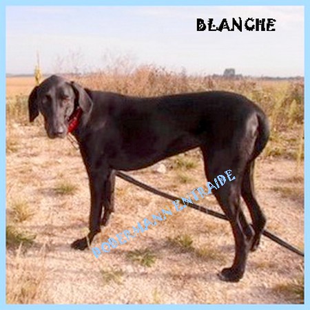 BLANCHE, de retour au refuge Blanch11