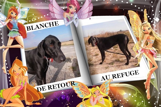 BLANCHE, de retour au refuge Blanch13