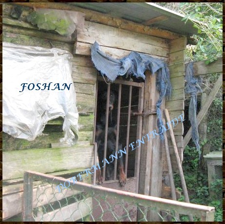 FOSHAN, de retour au refuge ! (67) Foshan11