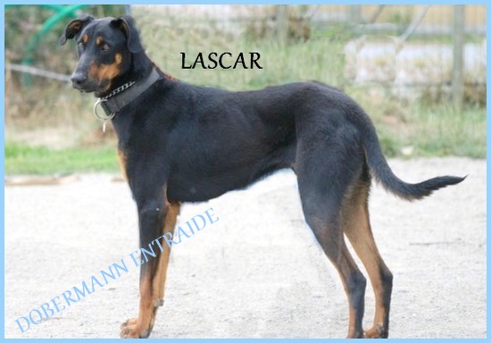 LASCAR, Dobermann X (44) Lascar10