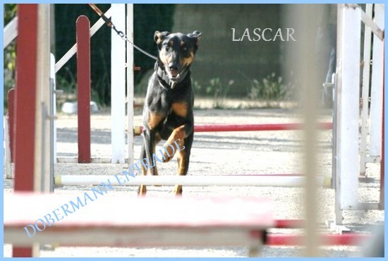 LASCAR, Dobermann X (44) Lascar12