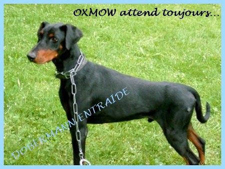 OXMOW - URGENT (73) Oxmow10