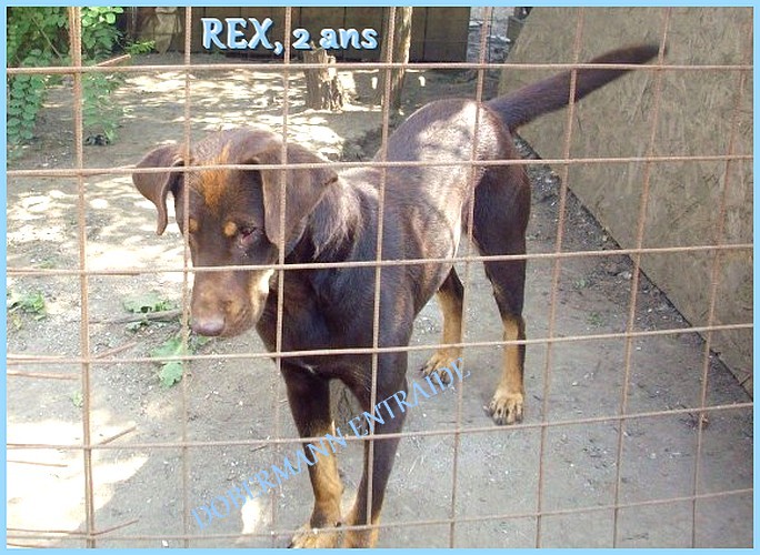 REX, X Doby 2 ans (R) Rex110