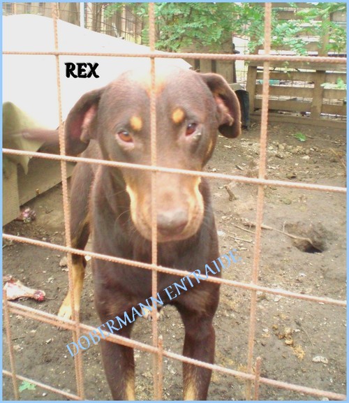 REX, X Doby 2 ans (R) Rex210