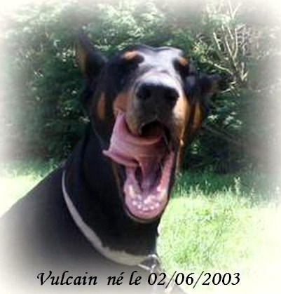 VULCAIN né le 02/06/2003 (91) Vulcai10
