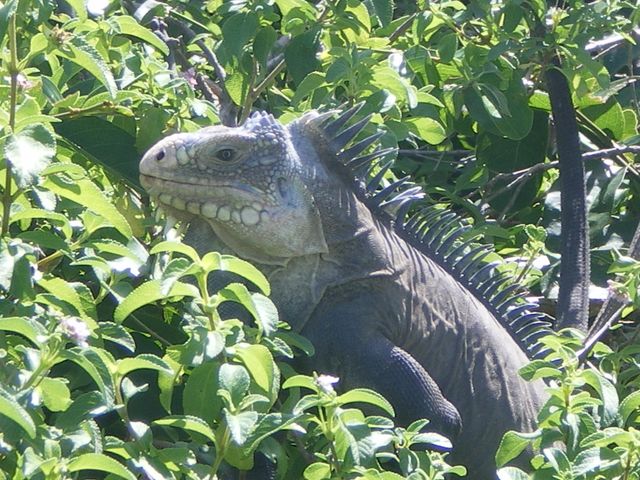 photo de guadeloupe Guadel10