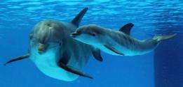 Nouvelles naissances parmi les dauphins :) avec un nouveau sit spcialement ddi ! Naska210