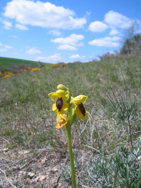 Ophrys (Pseudophrys) lutea ( Ophrys jaune ) 15_4_l10