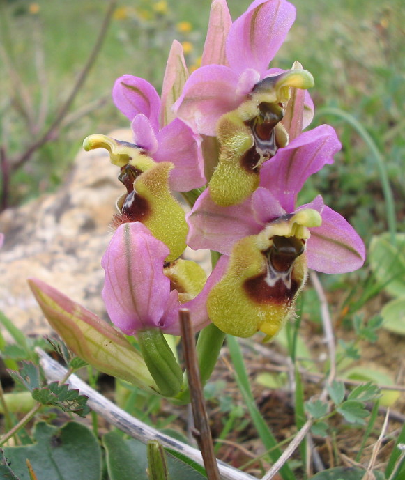 Ophrys tenthredinifera Haute-Garonne - Page 2 O_tent10
