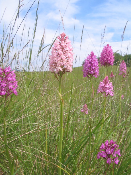 Anacamptis pyramidalis ( Orchis pyramidal ) Wiese_11