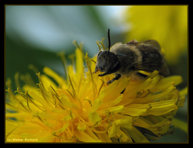 Mes premiers insectes volants 710