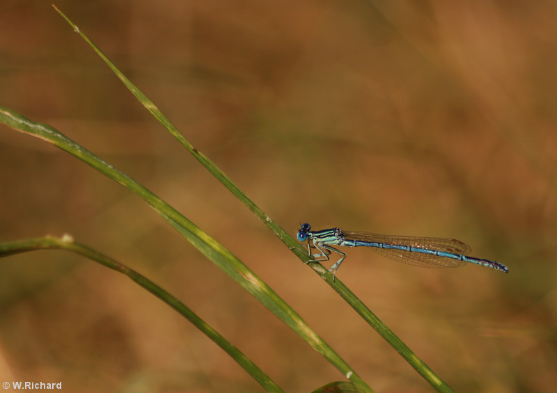 Mes dernires macro Agrion10