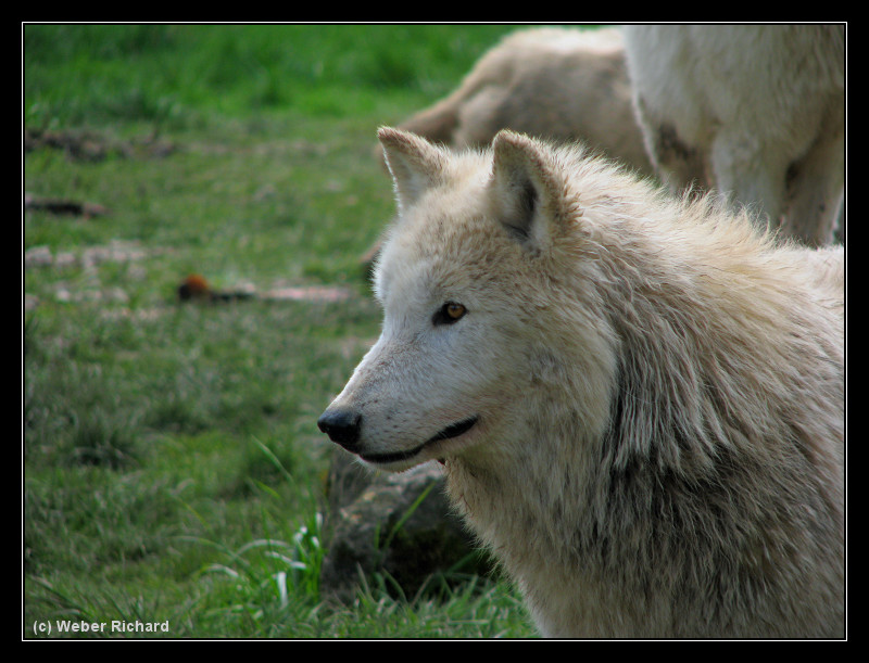 Photo du parc animalier de Rhodes (Moselle) Loup_a11