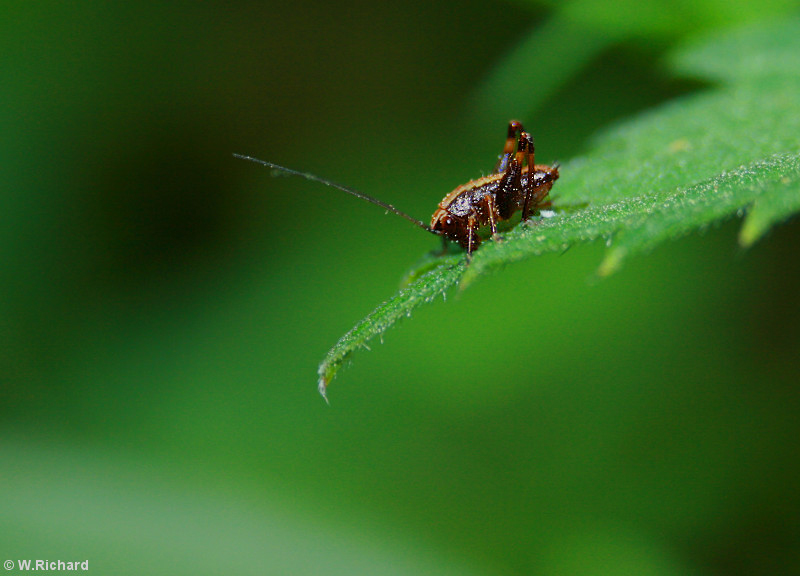 Mes dernires macro Sauter11