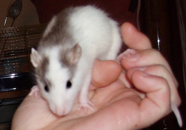 Taille rat adulte Galie_12