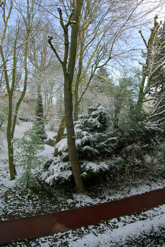 Les Erables sous la neige en avril Meudon11