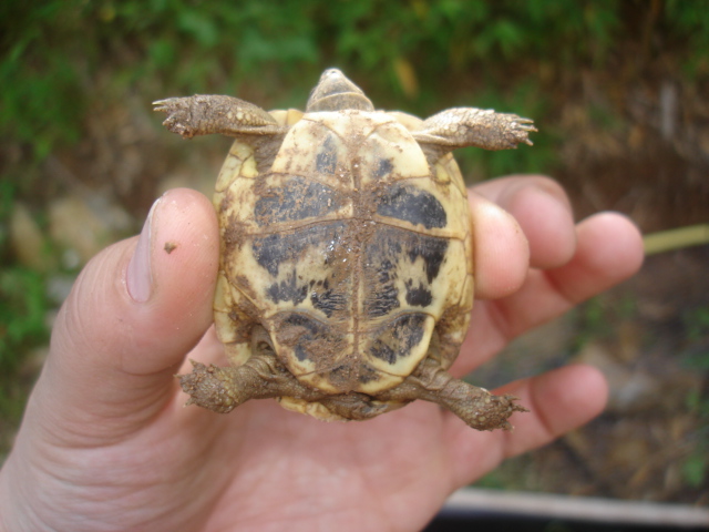 mes 2 pupuces(herman?) Tortue11