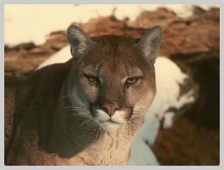 le cougar Cougar11