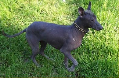 le xoloitzcuintle chien nu du Mexique Img2710