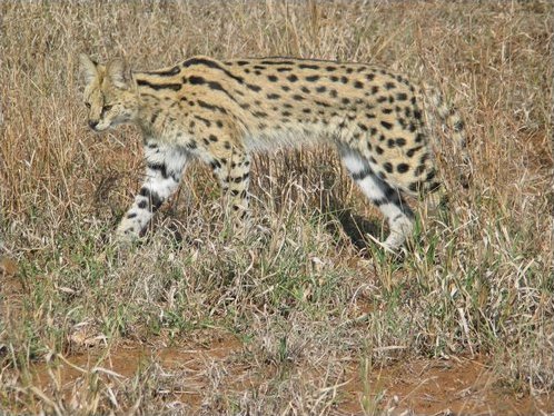 le serval Serval15