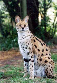 le serval Serval16