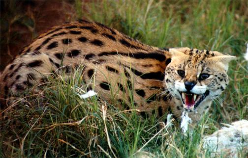 le serval Serval17
