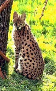 le serval Serval18