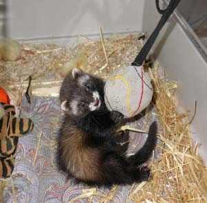 animalerie" boule de poils" Furet210