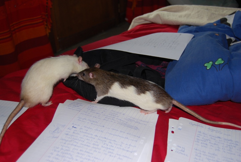 Reviser avec des rats... Dsc_0313