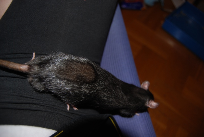 Mon rat noir devient-il gris? Dsc_1110