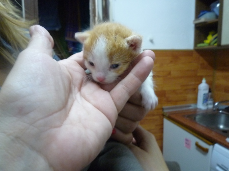 SIMBA,bebecito de leche abandonado a su suerte,Necesita hogar P1030222