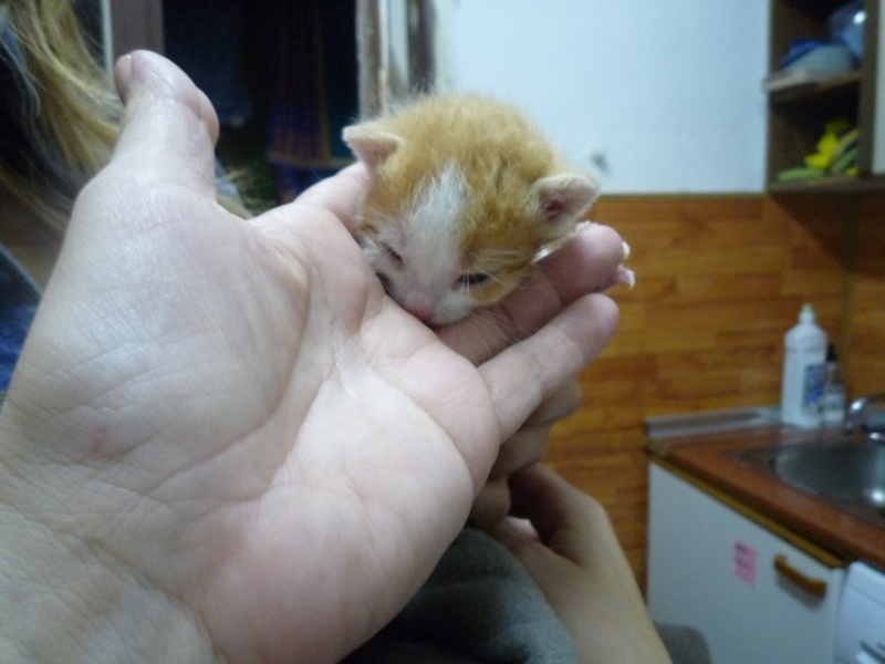 SIMBA,bebecito de leche abandonado a su suerte,Necesita hogar P1030223