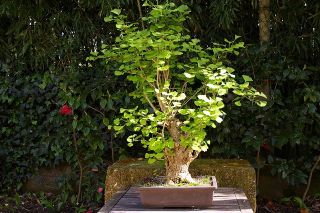 bonsai ginko biloba Camell10