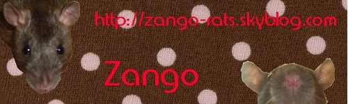Le nouvo " ZANGO " 16525912