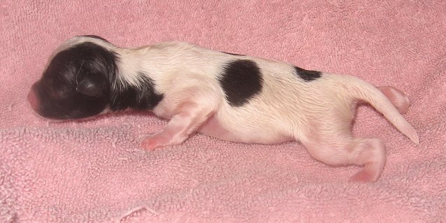 Chinese Crested Ppfnew10