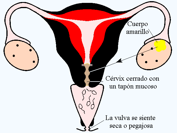 MENOPAUSIA E ISOFLAVONAS DE SOJA Figure10